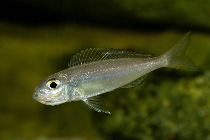 Lestradea perspicax 'Kigoma'